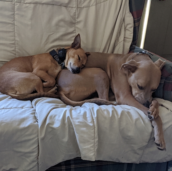 Meet your Posher, Abbi - Picture 4 of 7